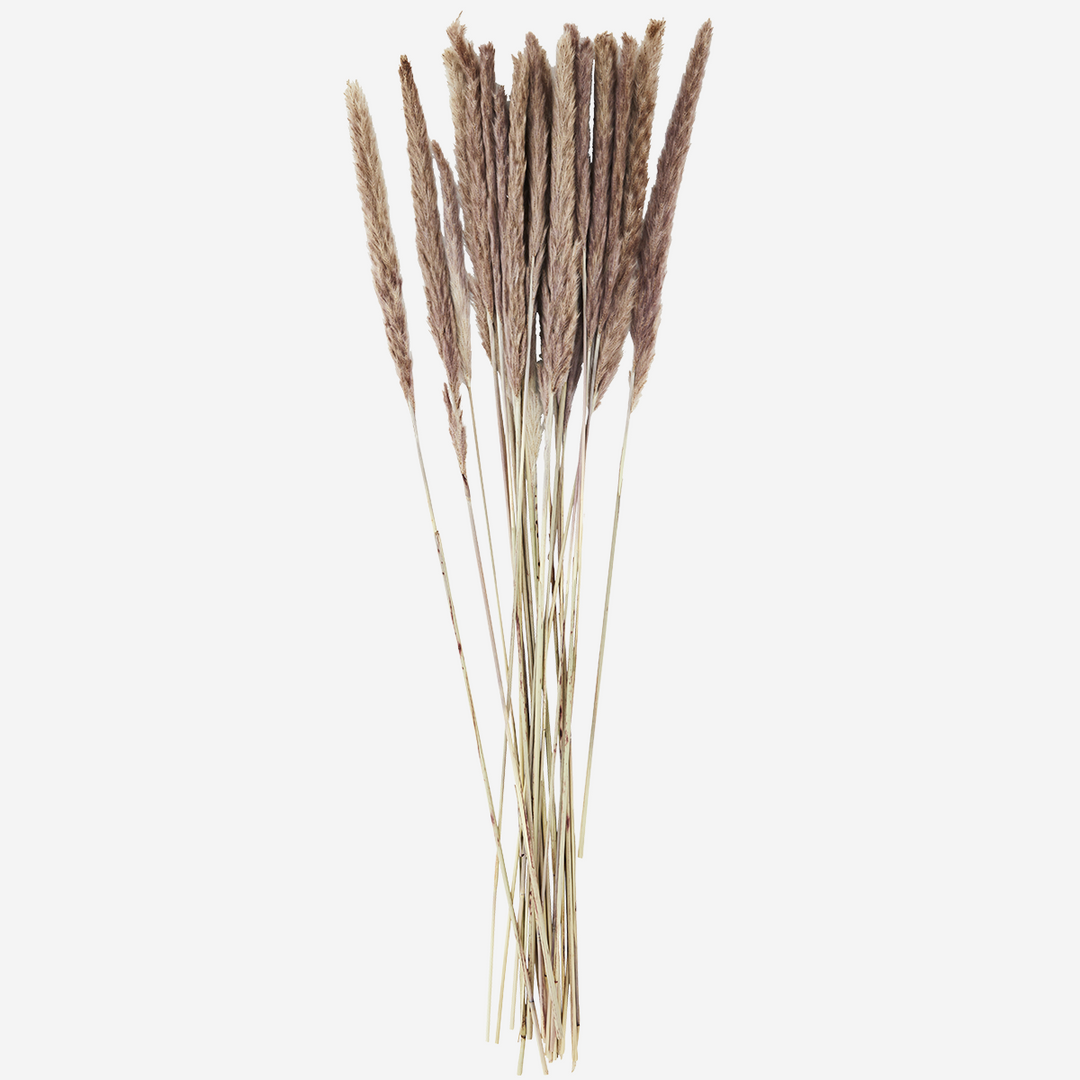 Chinese reed naturally dried